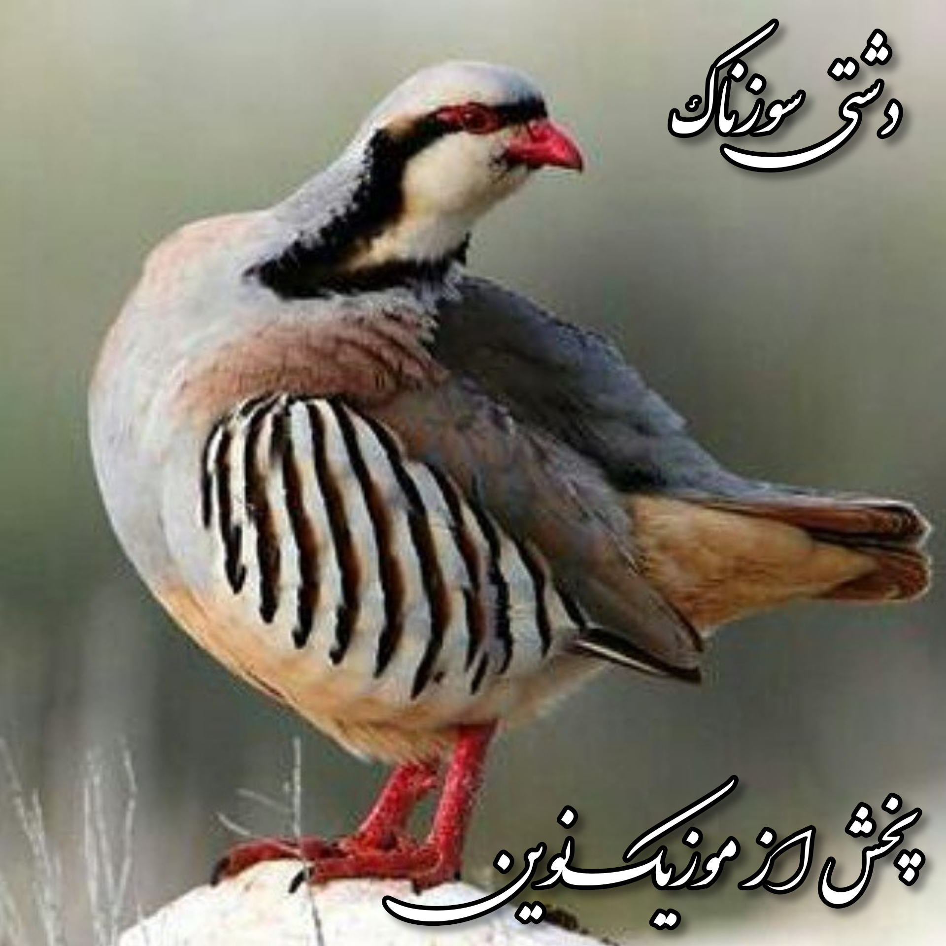 دانلود آواز دشتی چی قهقه نیزنی ای کوگ زرده 